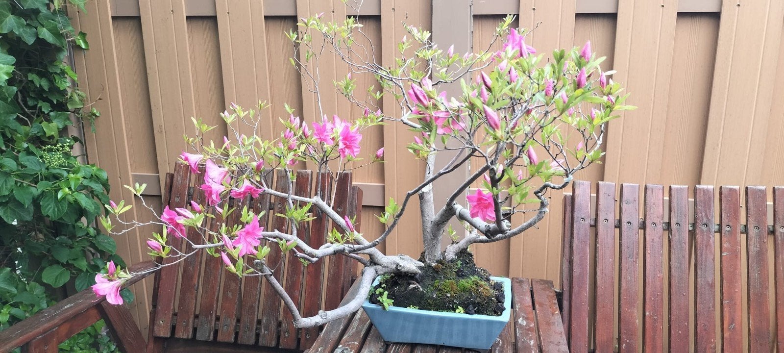 Azalea Bonsai boom in prachtige pot, Ophalen, Bloeit niet, Halfschaduw, Overige soorten