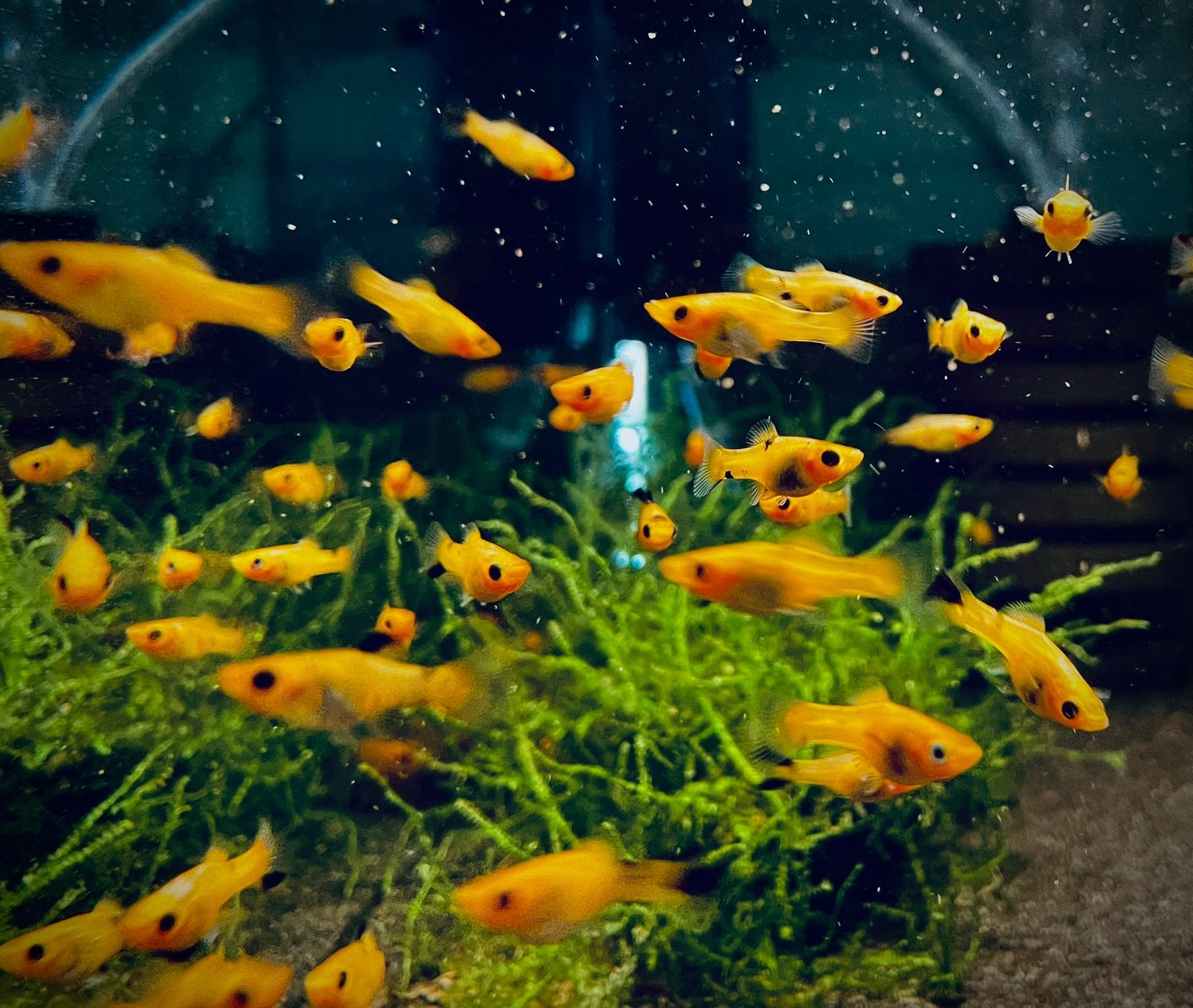 Hoogvinkarper/Zeilvinkarper (Poecilia velifera), Vis, Zoetwatervis, Schoolvis