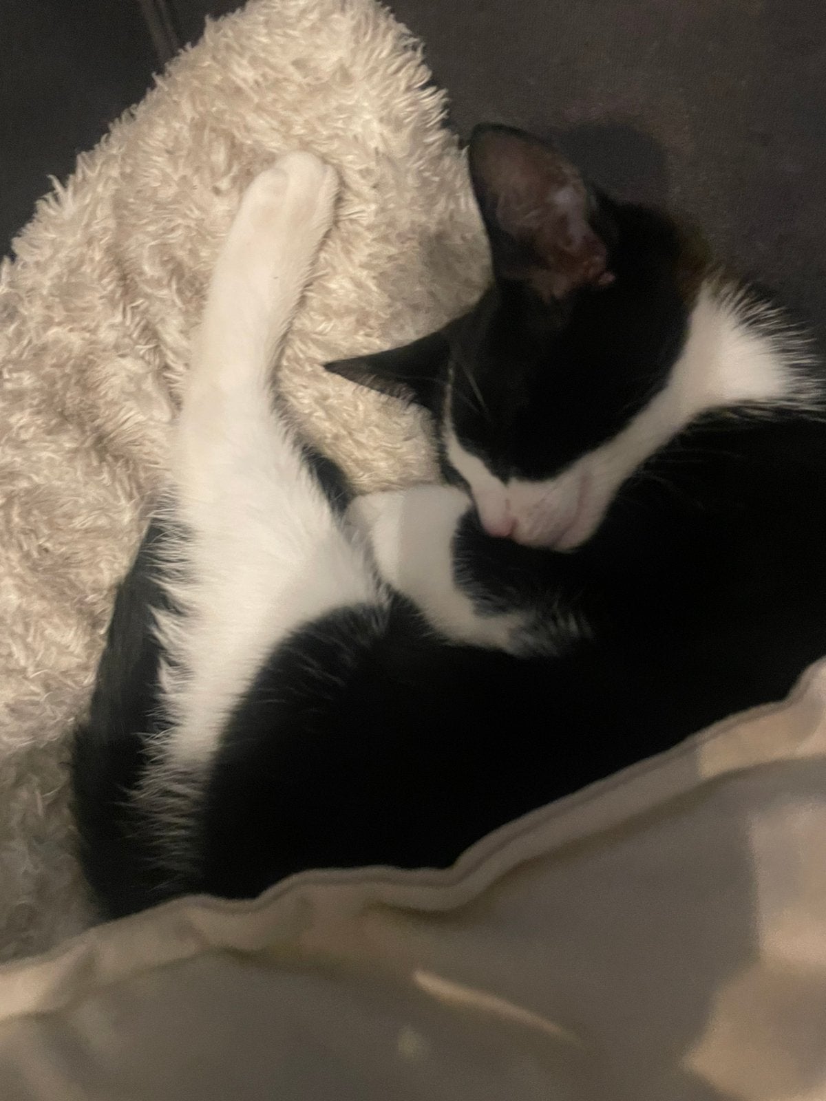 Kitten, Dieren en Toebehoren, Kater, Kortharig, 0 tot 2 jaar