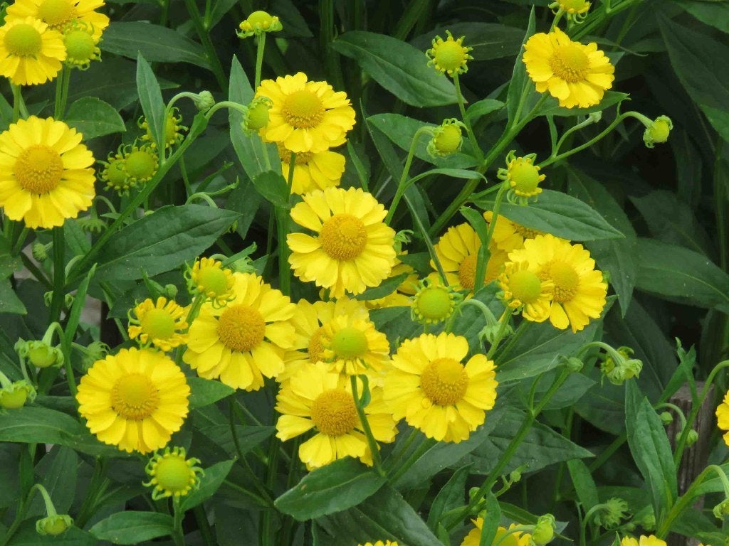 Vaste plant : Helenium  Helena Gold 3 euro, Volle zon, Vaste plant, Zomer, Ophalen