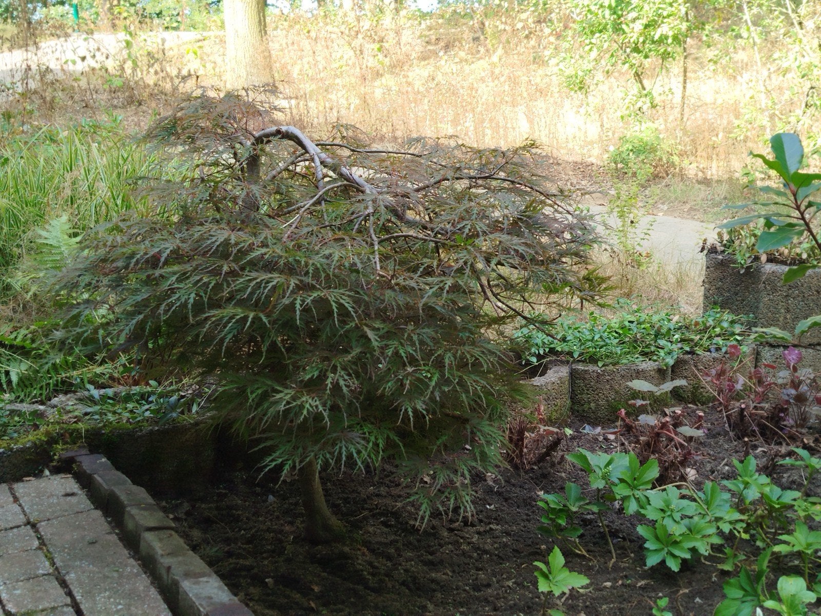 Japanse esdoorn struik, Tuin en Terras, Ophalen