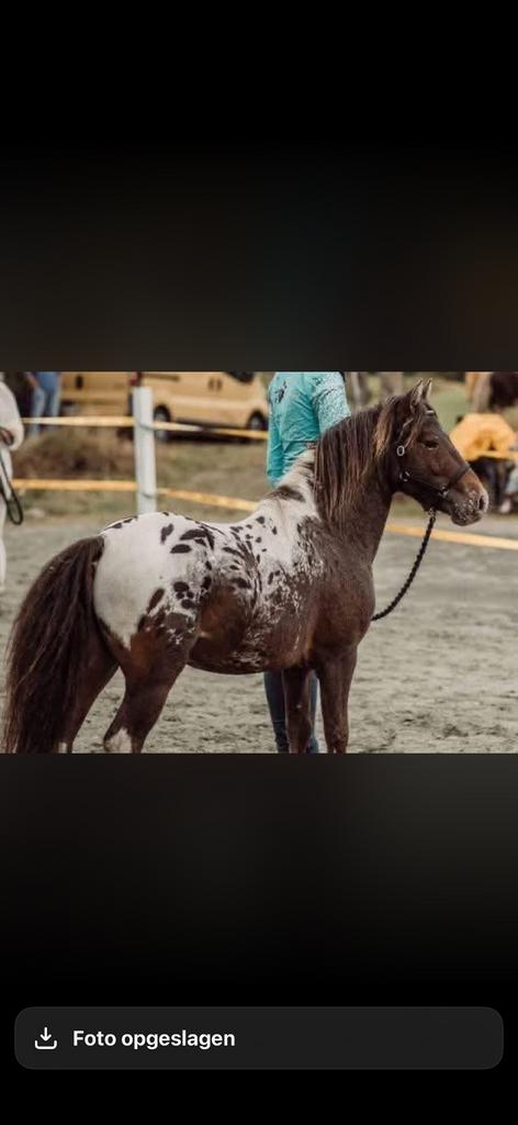 Super gaaf pintaloosa curly dekhengst, Hengst