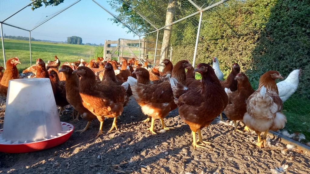 Jonge bruine legkippen te koop, Dieren en Toebehoren, Vrouwelijk, Kip