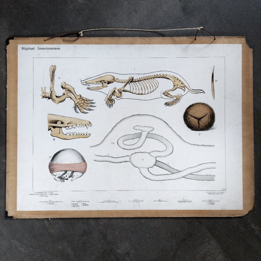 Bijplaat Insecteneters – Koekkoek – 1927, Ophalen of Verzenden, Natuur en Biologie