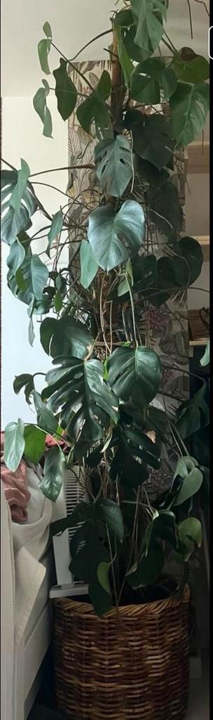 XXL monstera kamerplant 240 hoog kamerhoog, Huis en Inrichting, Kamerplanten, Ophalen of Verzenden, Halfschaduw, Minder dan 100 cm
