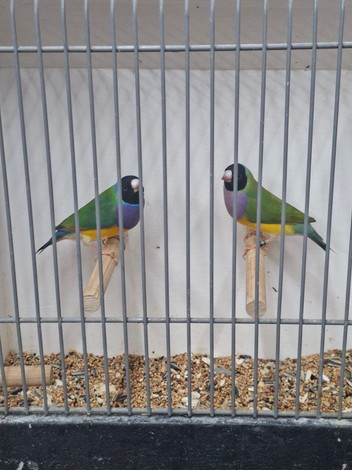 gezocht diverse tropische vogels, Dieren en Toebehoren, Vogels | Overige Vogels, Meerdere dieren