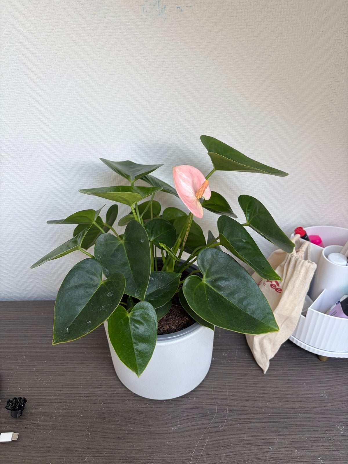 Roze Anthurium plant in witte pot, Overige soorten, Vaste plant, Ophalen of Verzenden, Halfschaduw