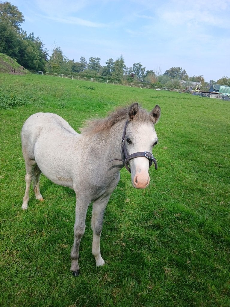 Leuke Welsh hengstveulen schimmel vos, Dieren en Toebehoren, Niet van toepassing, 0 tot 2 jaar, Hengst, A pony (tot 1.17m)