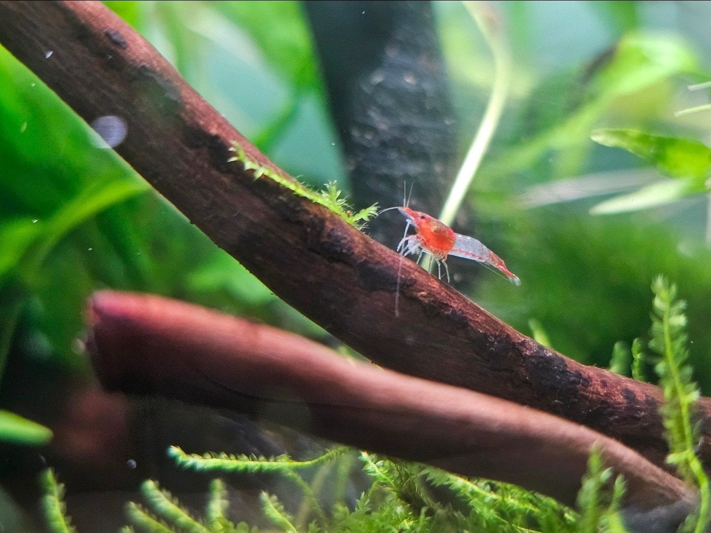 Red Rili Garnalen – (Verschillende Grades), Kreeft, Krab of Garnaal