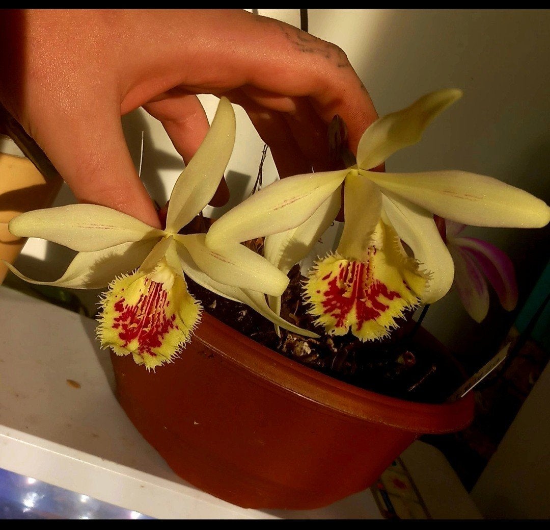 pleione shantung dukat knollen, Verzenden, Overige soorten, Volle zon