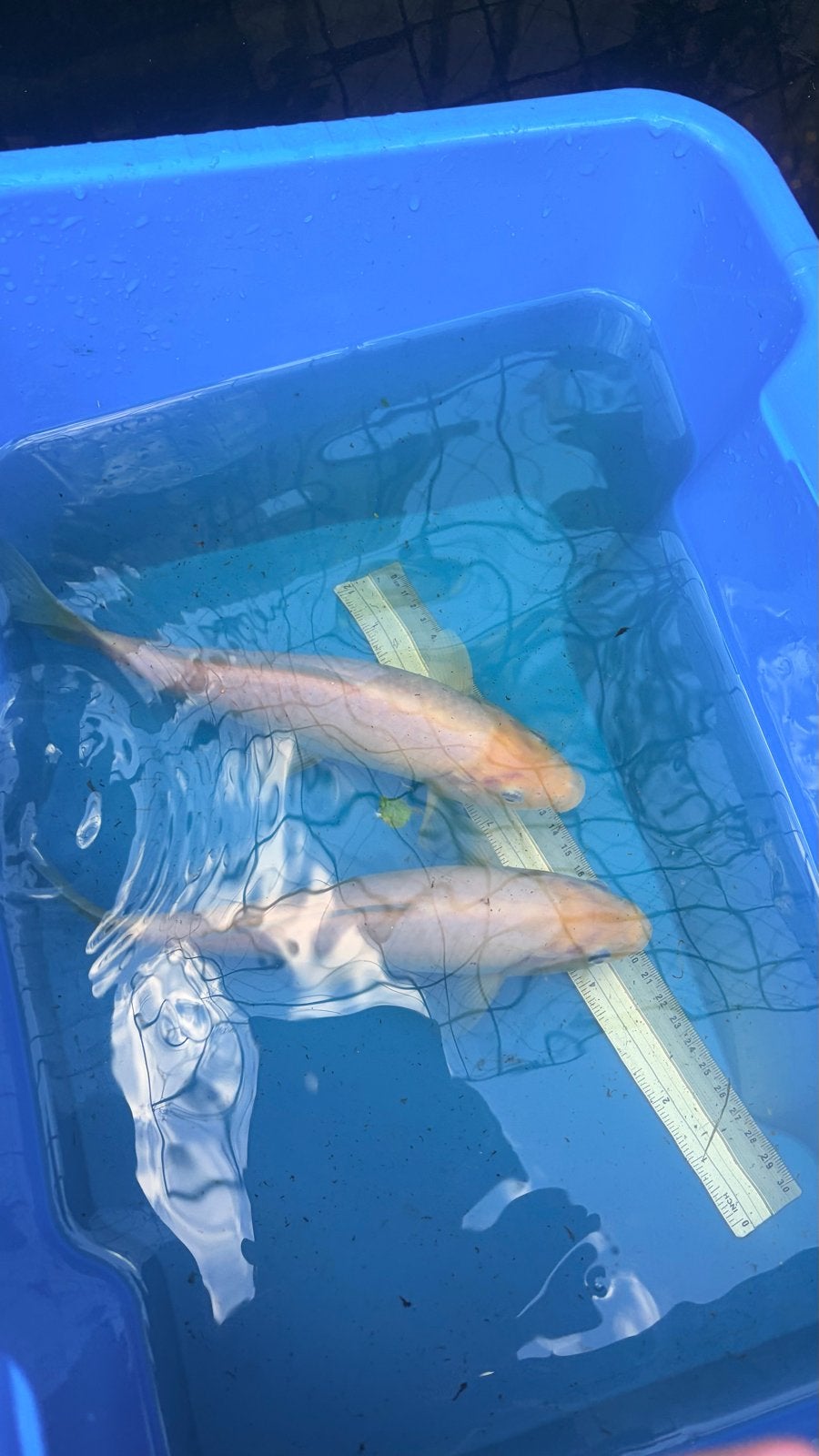 2x witte koi. 20-25cm, Karper of Koi