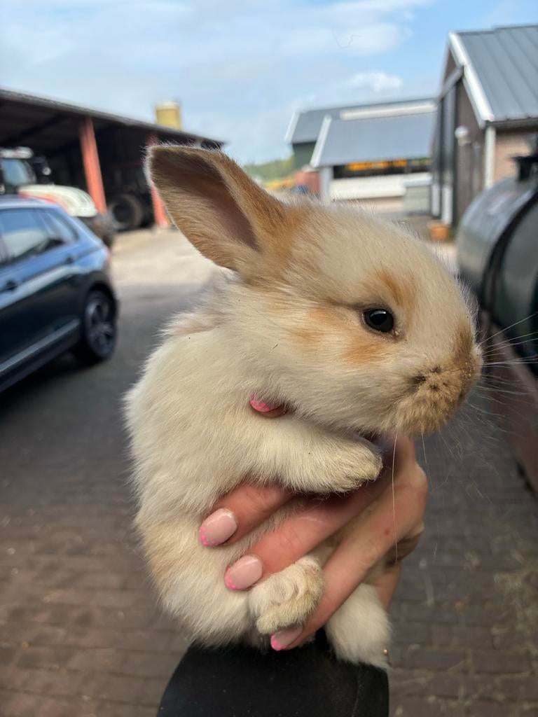 Jonge lodharingen x vlaamsereus konijnen, Dieren en Toebehoren, Meerdere dieren, Middelgroot, 0 tot 2 jaar
