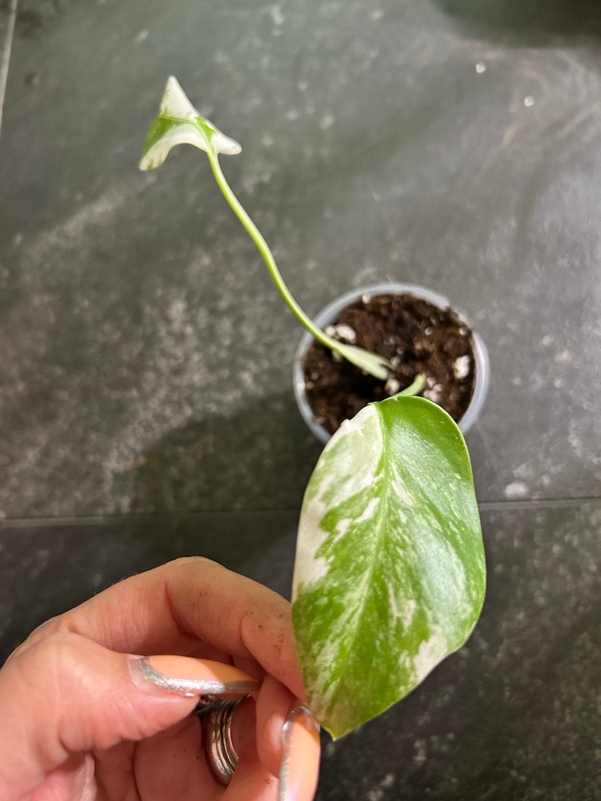 Baby Monstera Deliciosa Variegata - Zeldzame Stek, Ophalen of Verzenden, Halfschaduw, Minder dan 100 cm