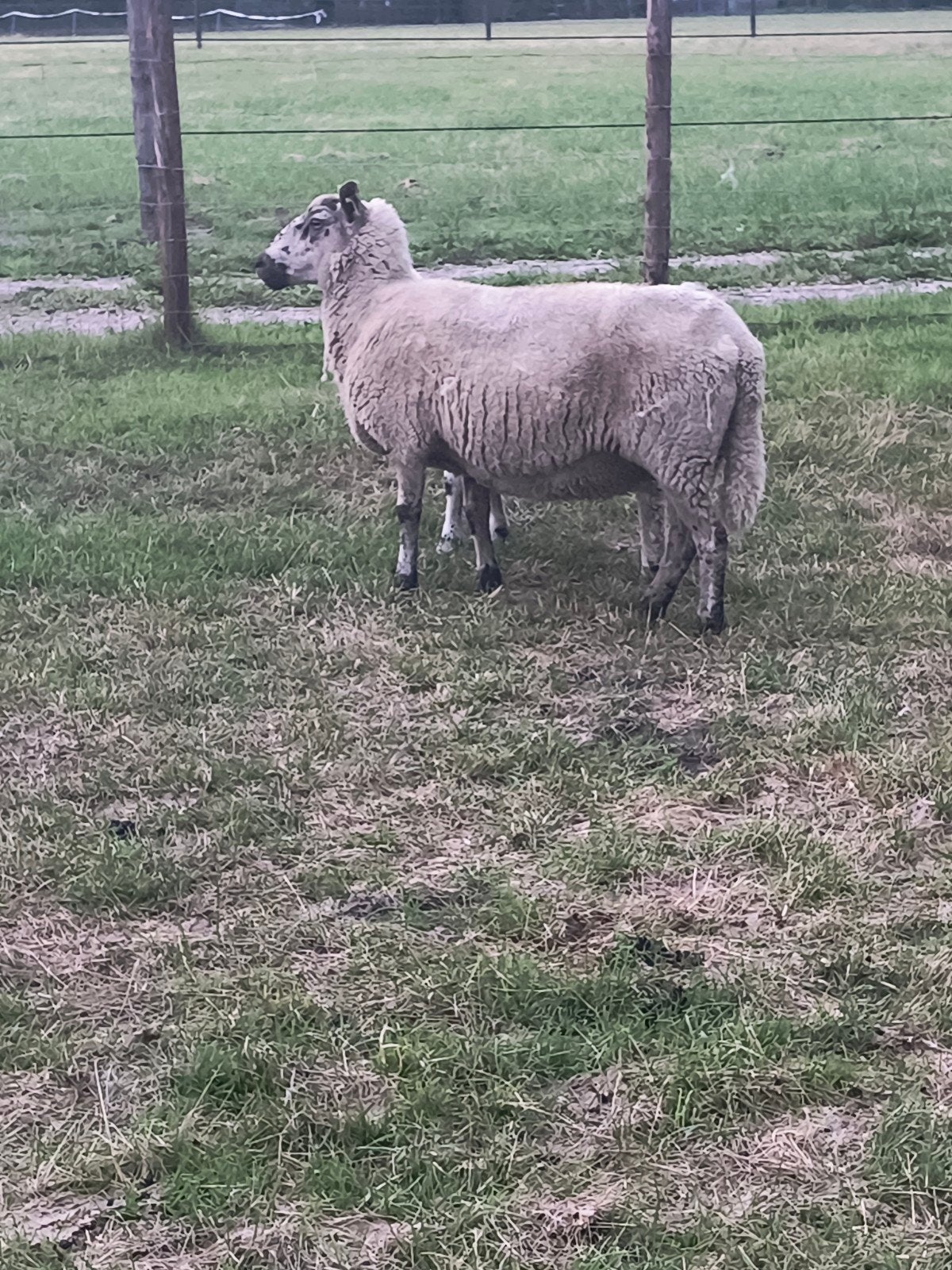 Ooi ruilen met ram, Dieren en Toebehoren, Schapen, Geiten en Varkens, Mannelijk, Schaap