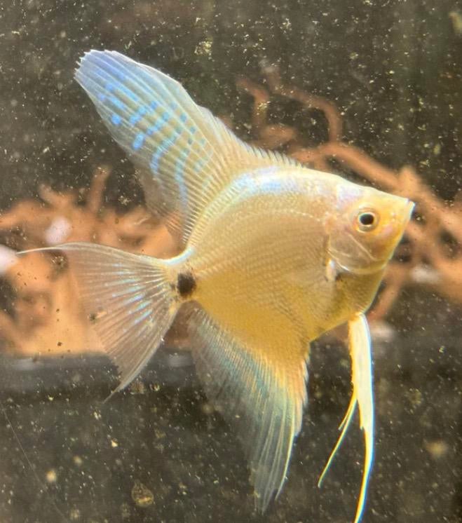 Nieuw! Platinum gold maanvis., Vis, Zoetwatervis, Schoolvis