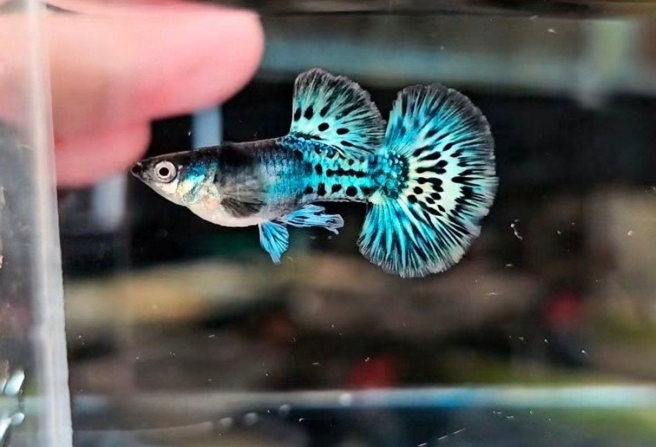 Limited 🟢🐆Green leopard🟢🐆 guppy,gup,guppen raszuiver, Dieren en Toebehoren, Vissen | Aquariumvissen, Vis, Zoetwatervis