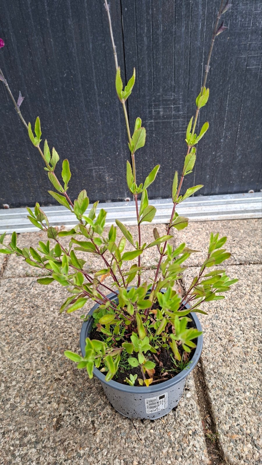Salvia Jamensis " Nachtvlinder" ( paars), Ophalen, Overige soorten, Minder dan 100 cm