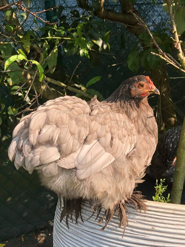 Cochin kriel broedeitjes, Dieren en Toebehoren, Pluimvee, Geslacht onbekend, Kip