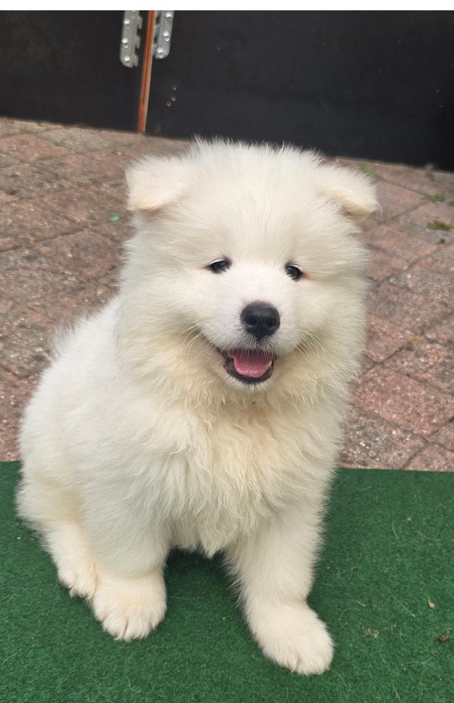 Samojeed puppys  met FCI-stamboom zoekt een gouden mandje, Reu, 8 tot 15 weken, Poolhond, Parvo