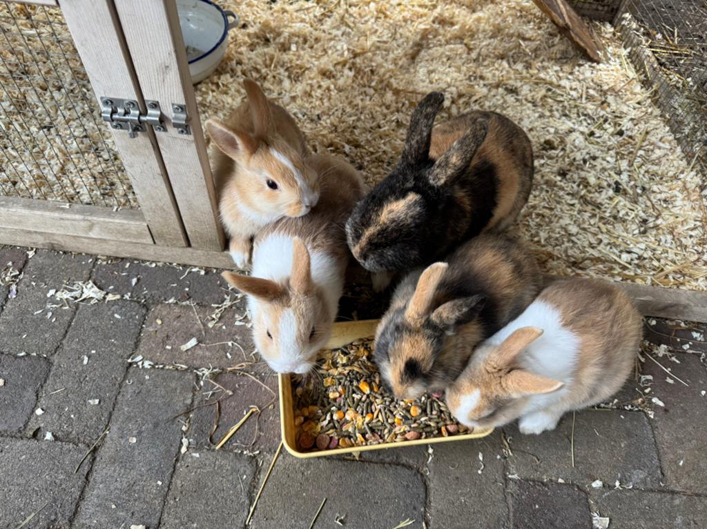 Lieve, mooie, tamme dwergkonijntjes, Dieren en Toebehoren, Konijnen, Meerdere dieren, Dwerg