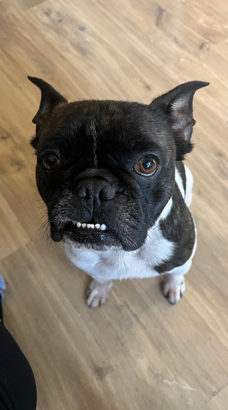 Franse bulldog reu zoekt nieuw huisje❤️, 6 jaar of ouder, Reu, Bulldog, Eén hond