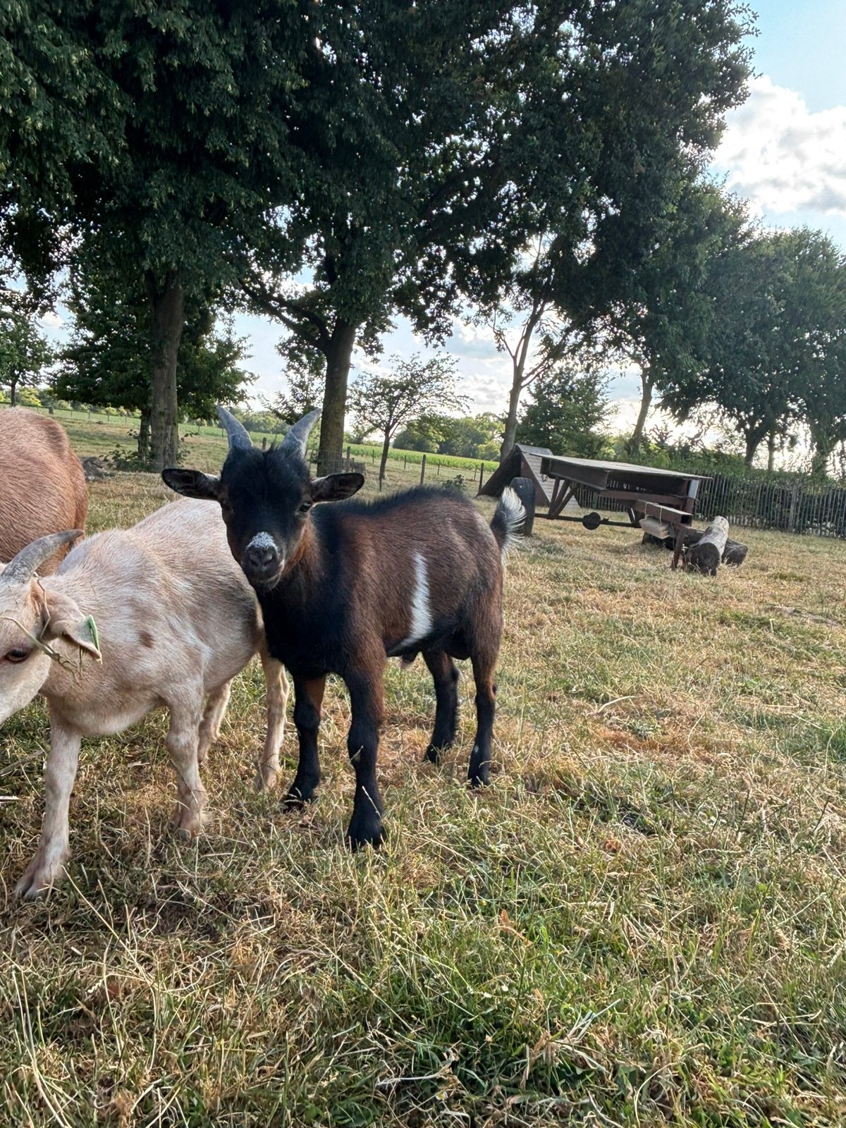 Bokjes te koop, Dieren en Toebehoren, Meerdere dieren, Geit