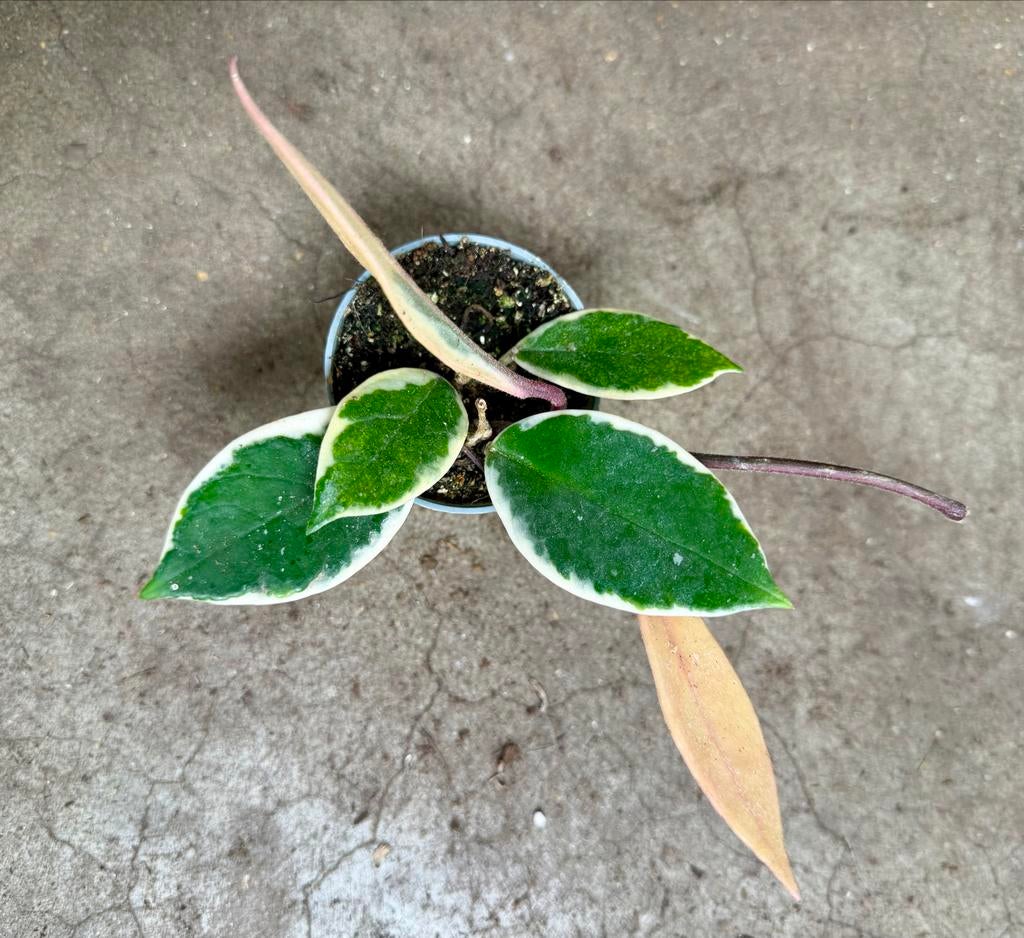 ACTIE!! Hoya Flamingo Dream P6, Huis en Inrichting, Kamerplanten, Ophalen of Verzenden, Halfschaduw, Minder dan 100 cm