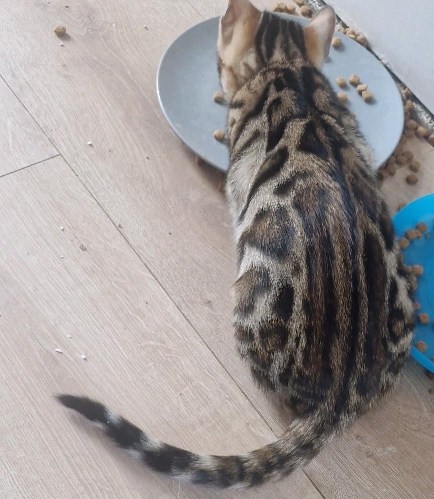 Bengaal kittens mogen verhuizen vanaf 15 mei, Dieren en Toebehoren, Katten en Kittens | Raskatten | Korthaar, Meerdere dieren