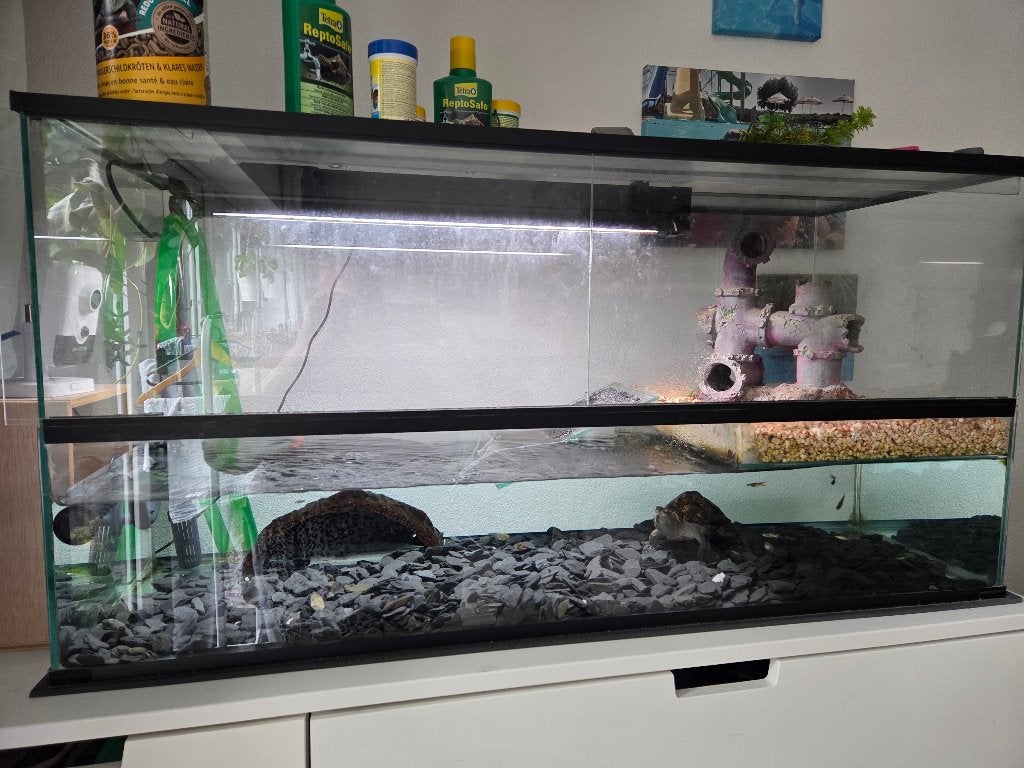 Razorback mud turtle + aquarium complete Turtle - unknown for sale from Suus