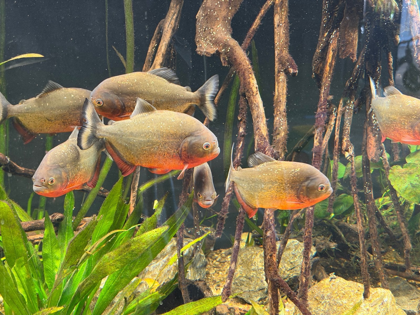 Pygocentrus nattereri – Roodbuik Piranha, Dieren en Toebehoren, Vis