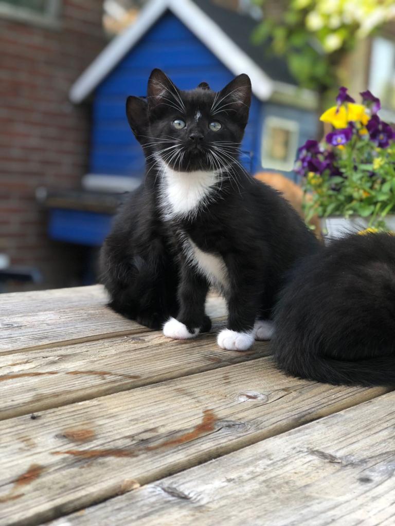 Lieve kittens (vrouwtjes) mogen direct mee, Meerdere dieren, 0 tot 2 jaar