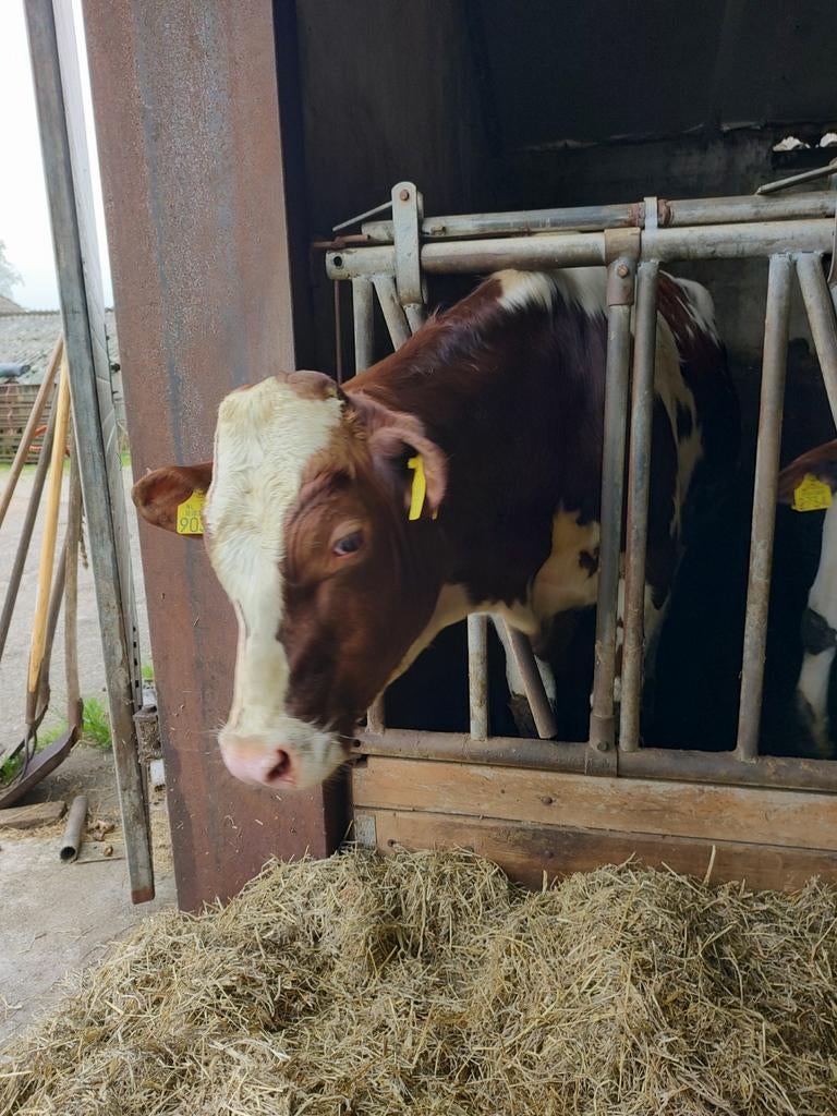 Dekstier Pinkstier 100% HF. stamboek., Dieren en Toebehoren, Mannelijk