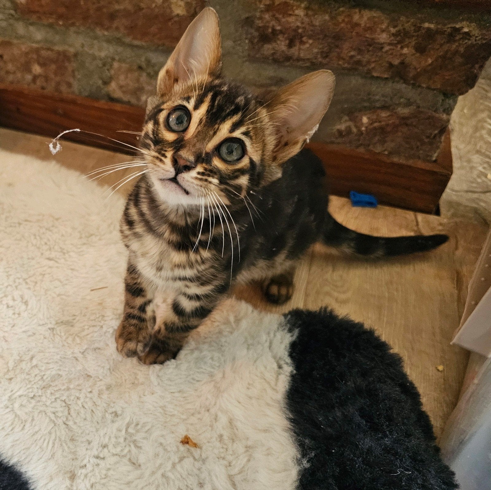 Prachtig Bengaal kitten poesje met stamboom, Poes, Kortharig, 0 tot 2 jaar