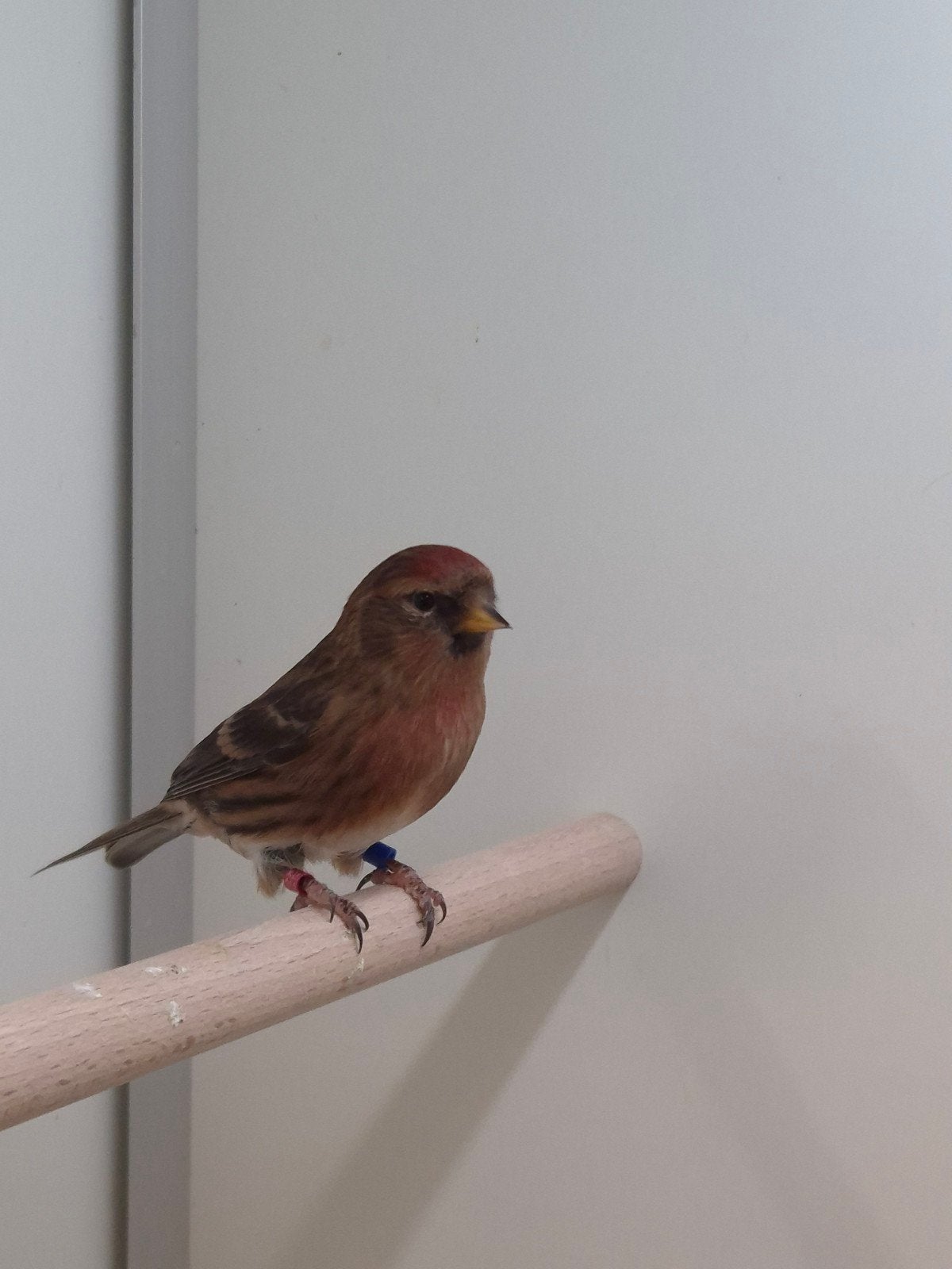 1-1 Kleine barmsijsen, Meerdere dieren, Wildzangvogel, Geringd