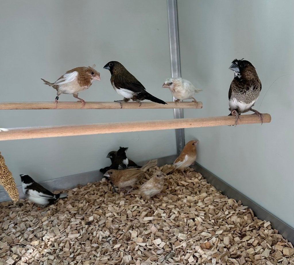 Japanse meeuwtjes, Dieren en Toebehoren, Meerdere dieren