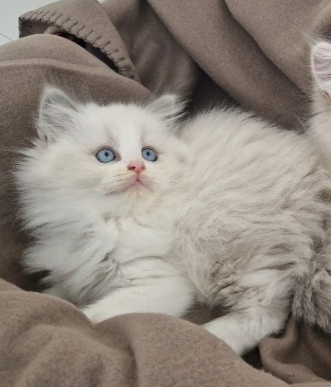 Britse langhaar kitten, Dieren en Toebehoren, Katten en Kittens | Raskatten | Langhaar, Poes, Ontwormd, 0 tot 2 jaar