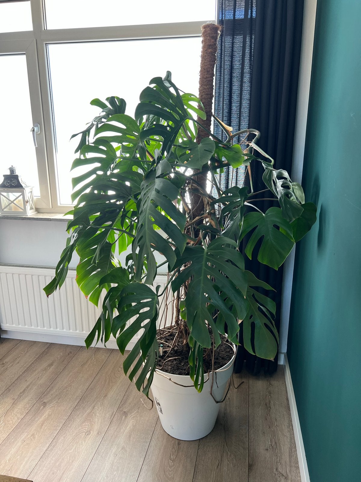 Monstera Deliciosa XXL 200 cm incl. pot en mosstok, Ophalen, Overige soorten, Halfschaduw, In pot