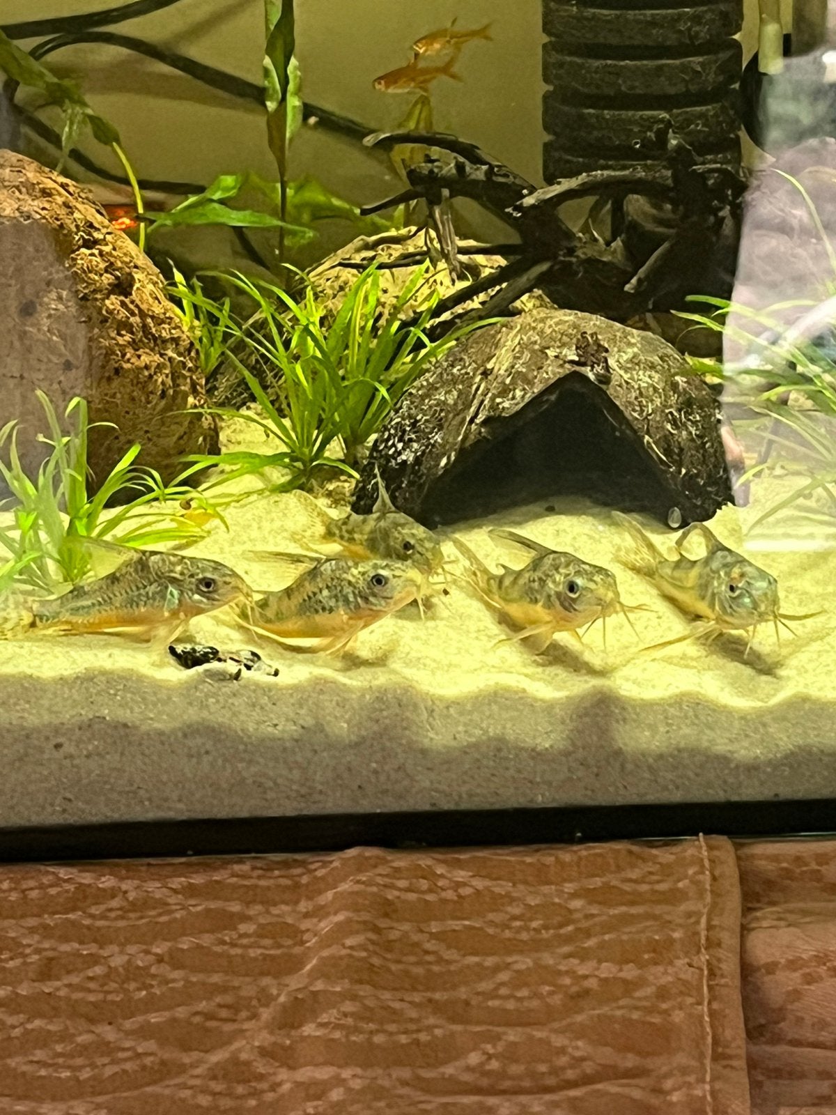 Corydoras Paleatus 5 stuks, Dieren en Toebehoren, Vis, Zoetwatervis, Schoolvis
