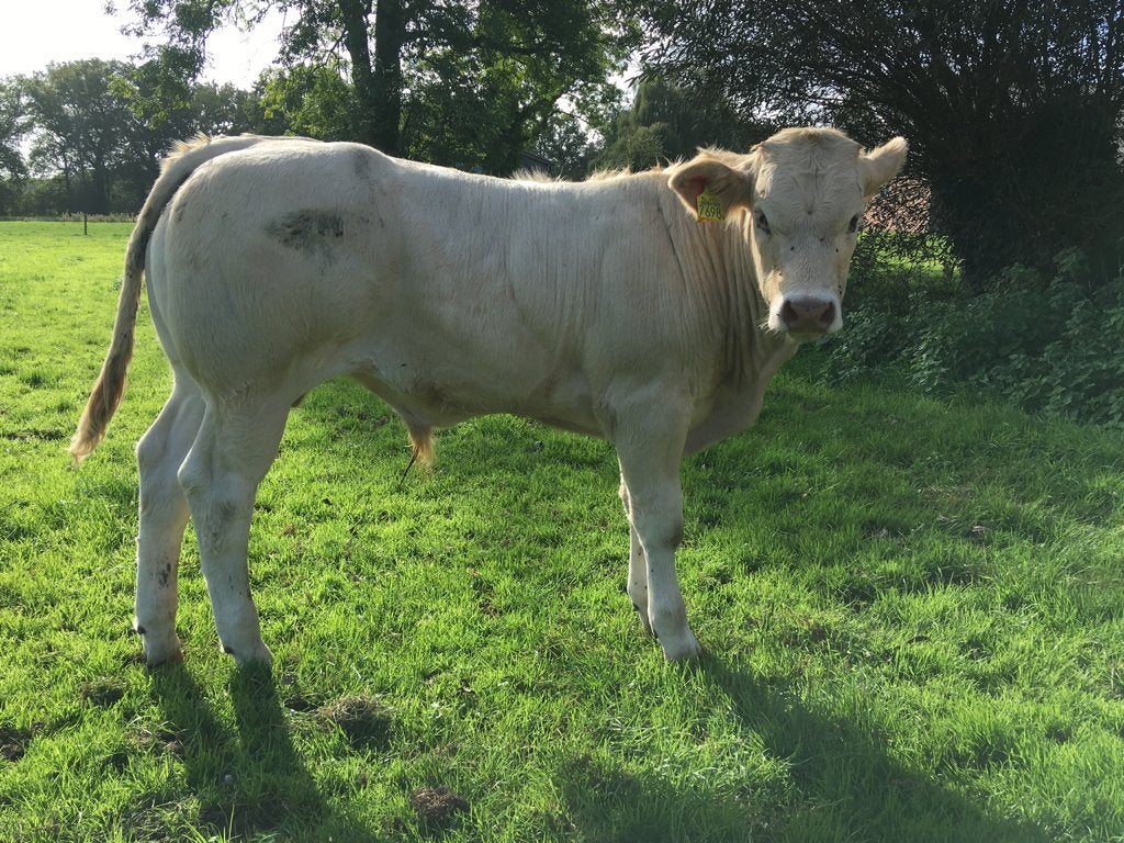 Stier kalveren: blonde en half limo en mais balen, Mannelijk, 0 tot 2 jaar