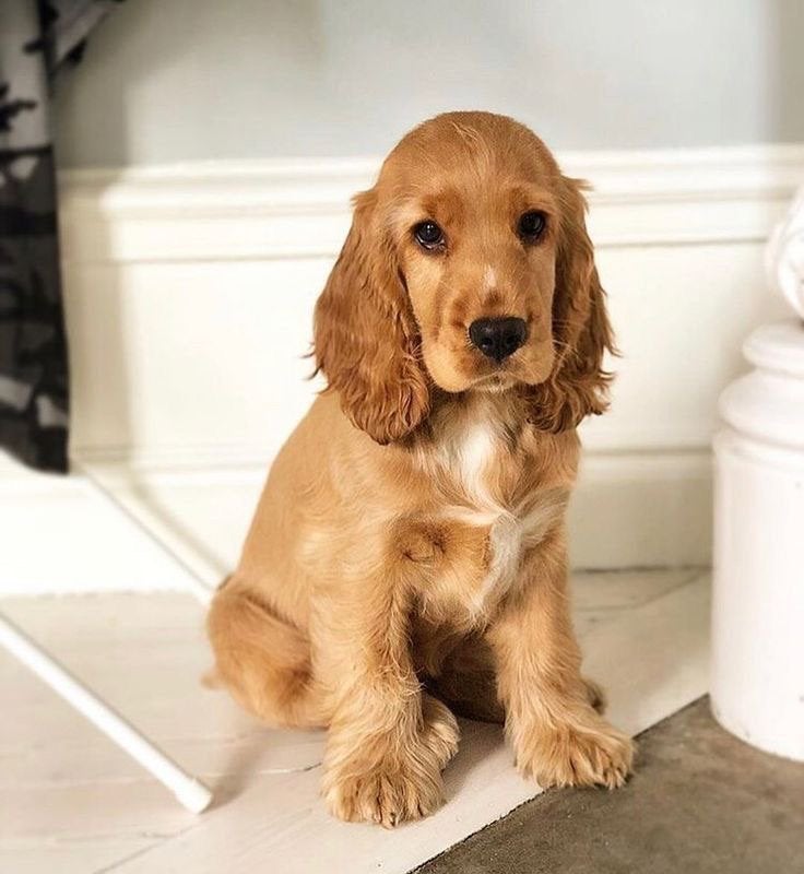 Gezocht: Engelse cocker spaniël pup, reutje, sept/okt, Nederland, Reu, 8 tot 15 weken, Eén hond