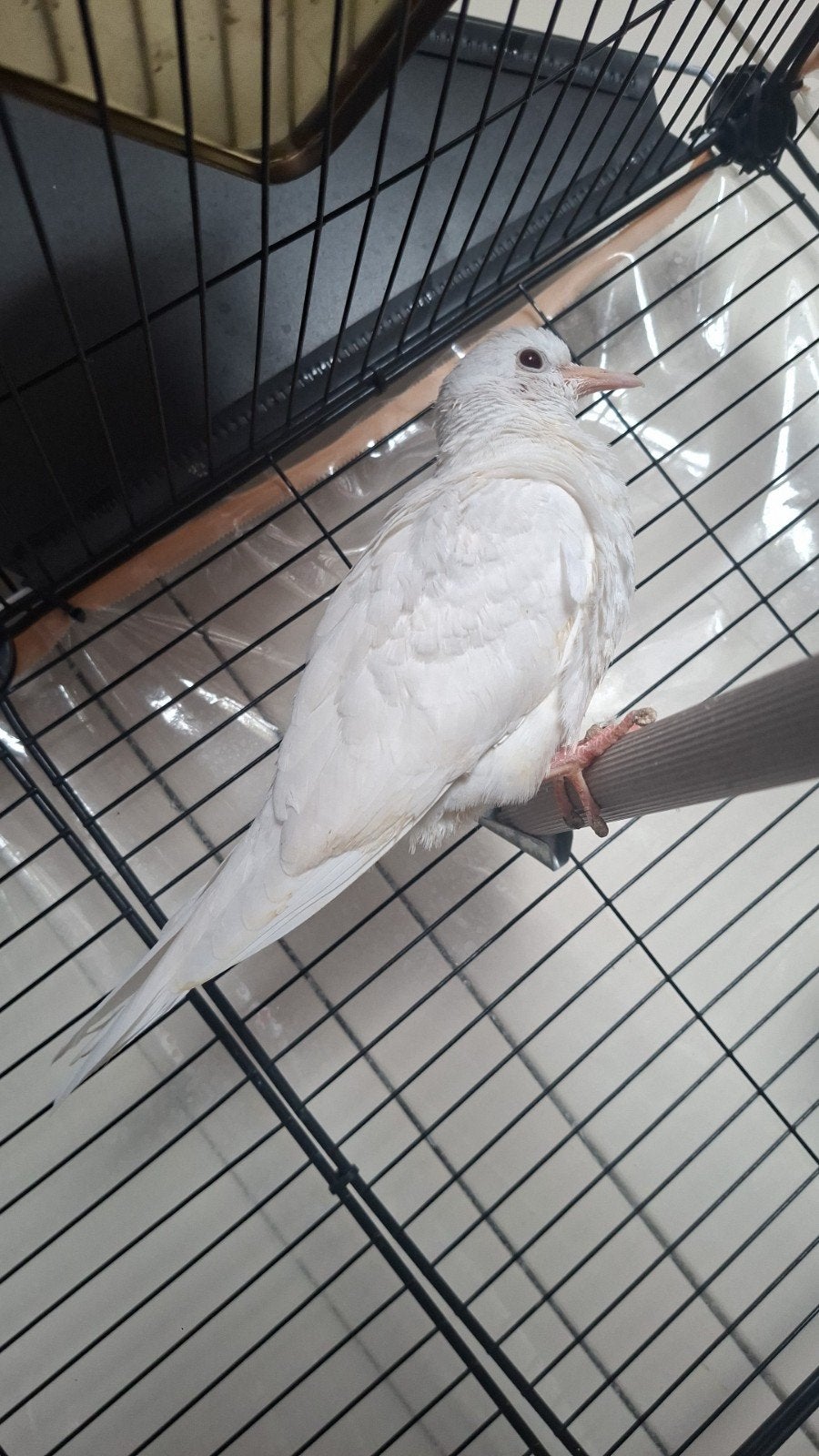 lachduif, Dieren en Toebehoren, Vrouwelijk