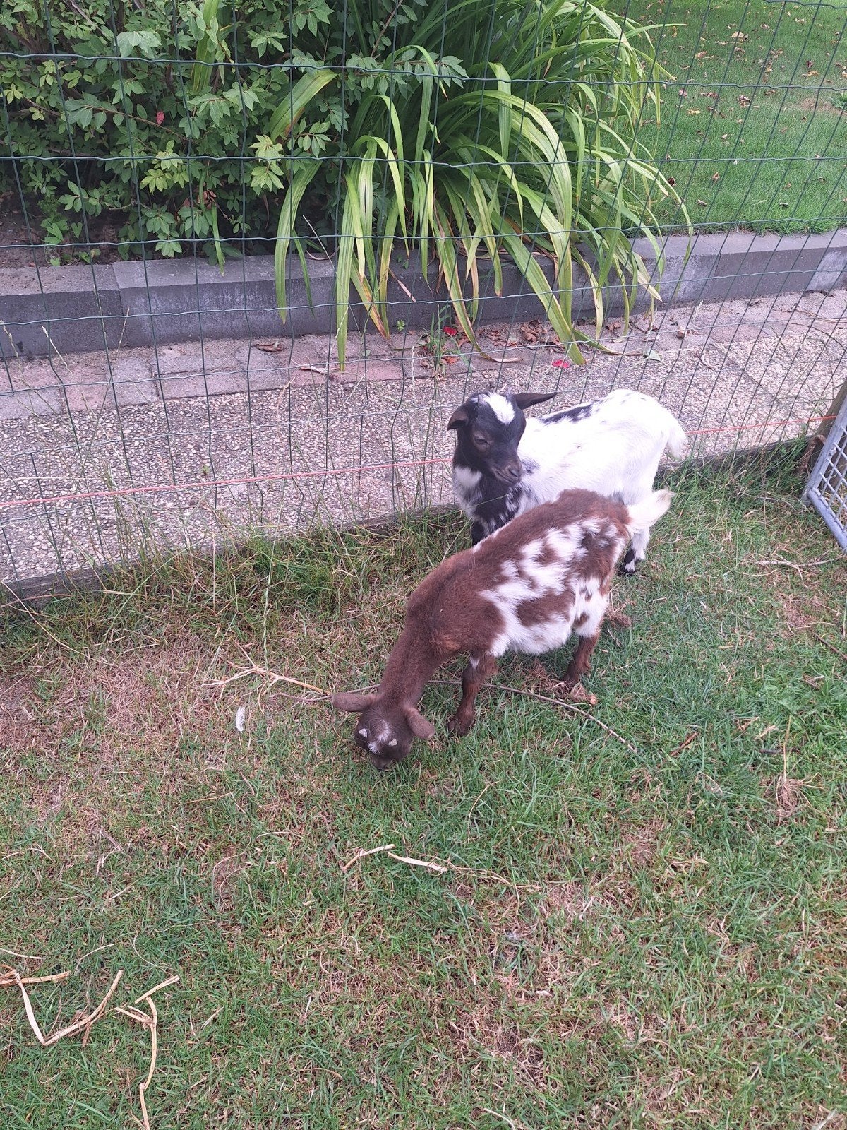2 jonge dwerg geitjes, Vrouwelijk, Geit