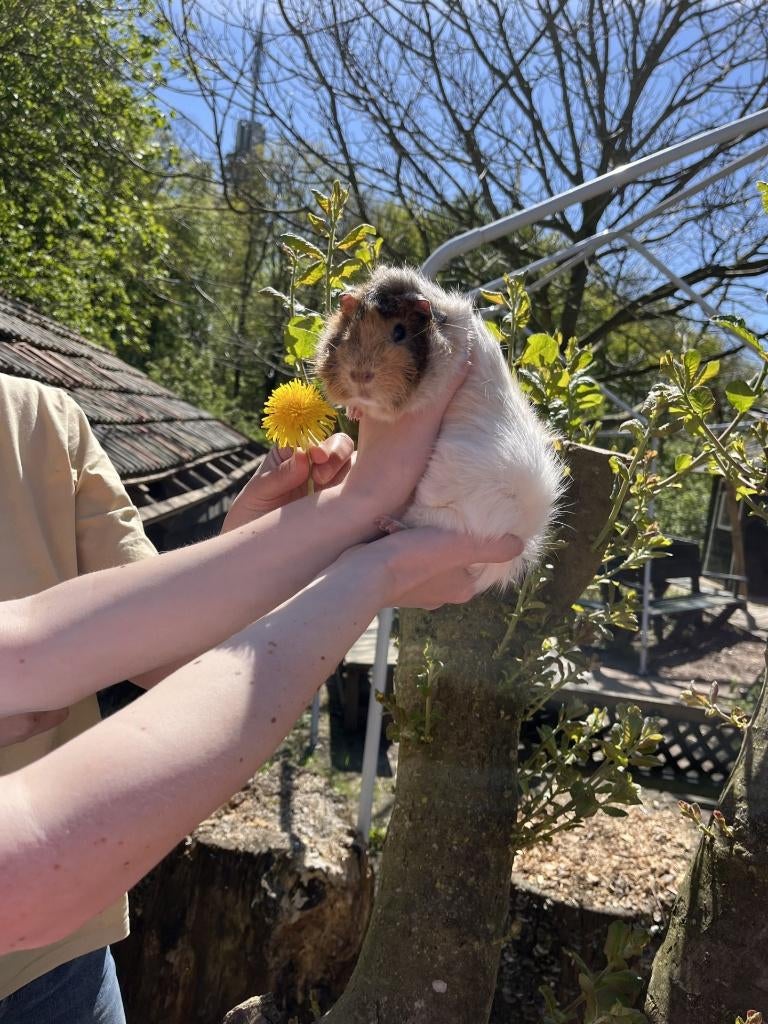 Cavia beertje te koop!, Dieren en Toebehoren, Knaagdieren, Mannelijk, Cavia, Augustus