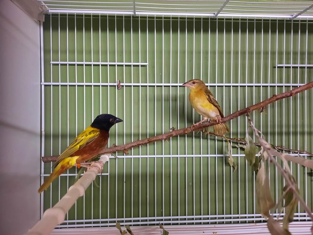 Jackson wevers, Dieren en Toebehoren, Vogels | Overige Vogels, Meerdere dieren
