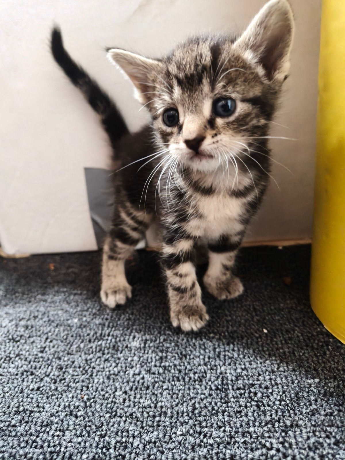 Prachtige kittens (Alle kittens zijn gereserveerd), Meerdere dieren, Ontwormd, 0 tot 2 jaar