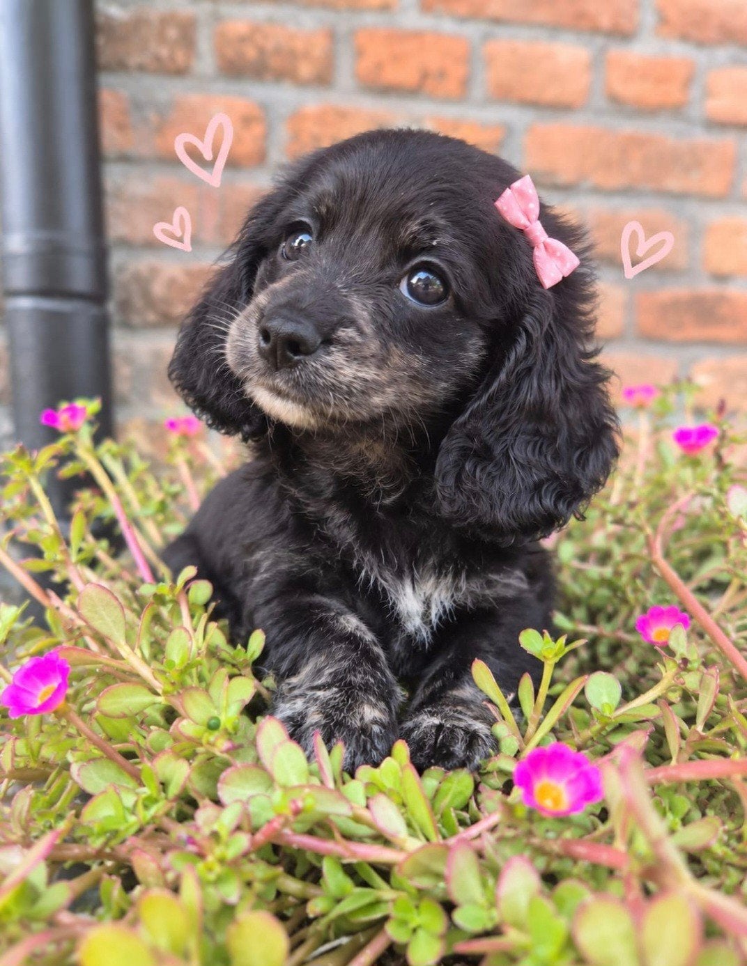 prachtige Creme kaninchen/dwerg Teckelpups, Dieren en Toebehoren, Kaninchen, 8 tot 15 weken, Langhaar, Meerdere