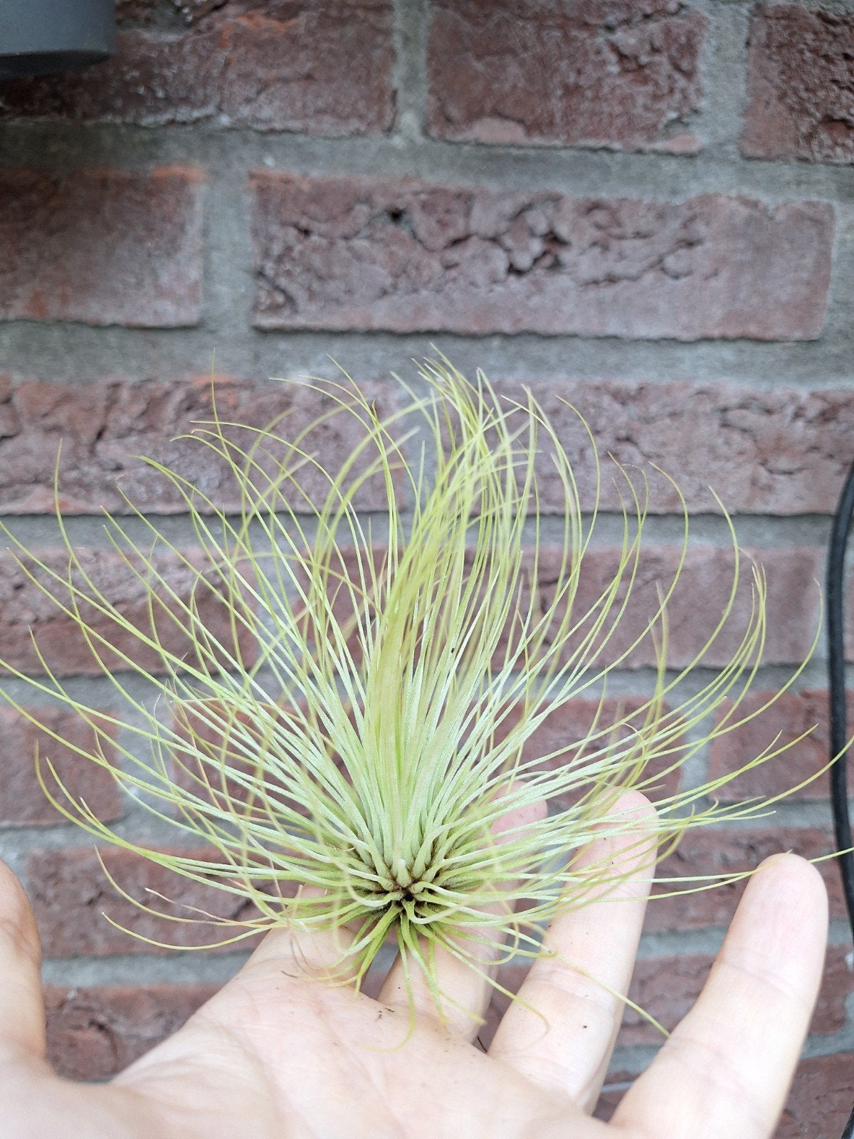 Tillandsia andreana, Ophalen of Verzenden, Halfschaduw, Minder dan 100 cm