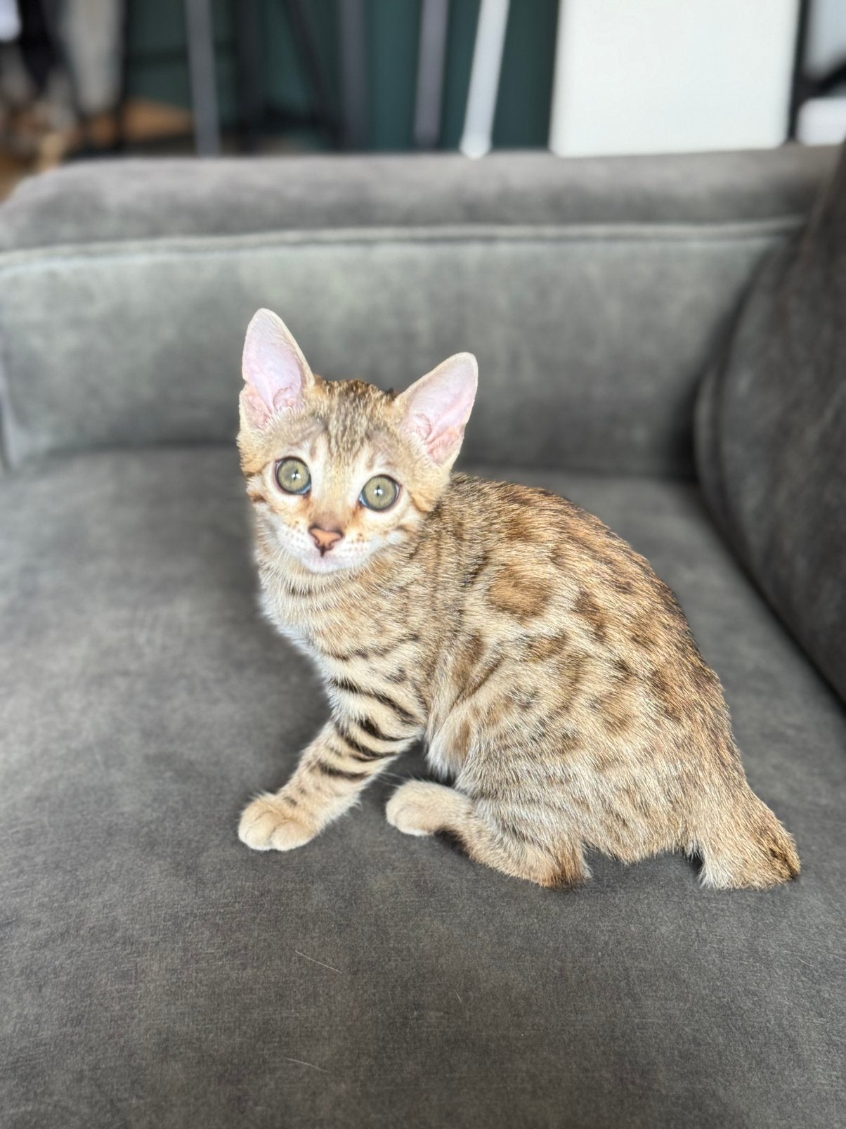100% bengaalse kittens | geboren op di 4 aug, Meerdere dieren, Gechipt, 0 tot 2 jaar