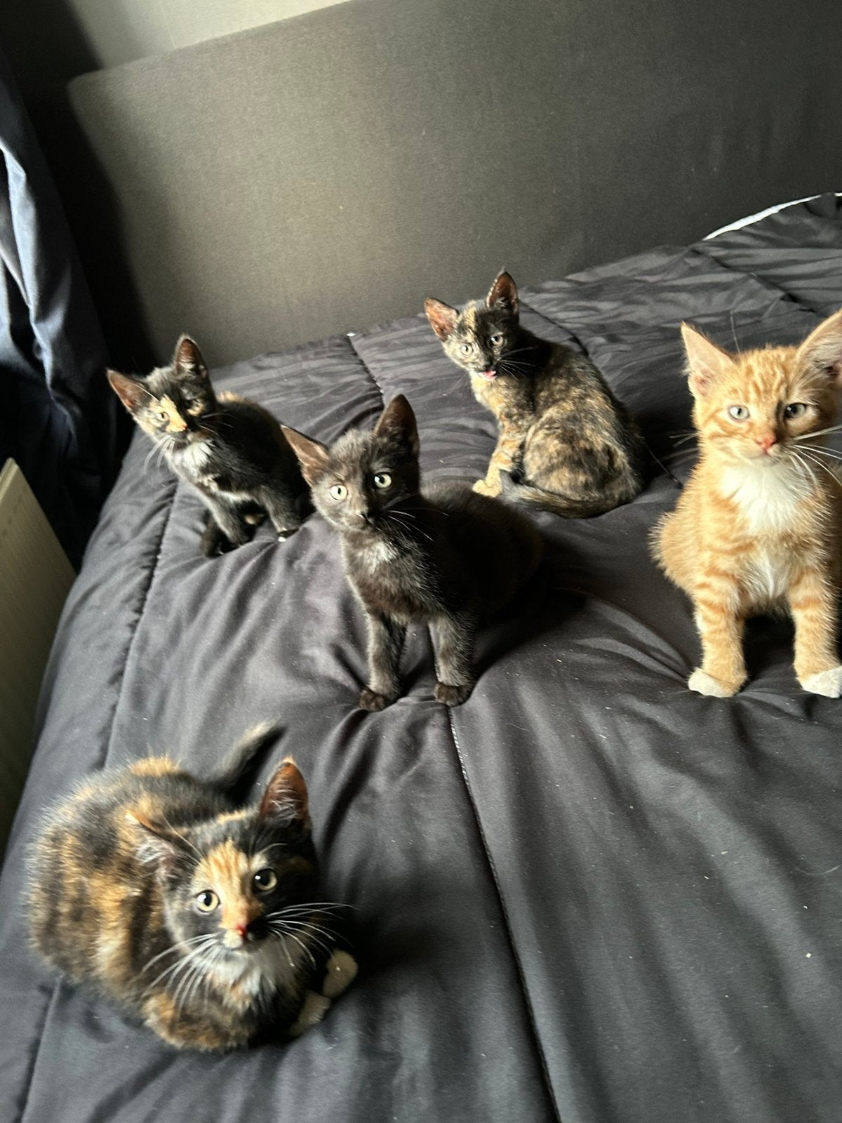 Superlieve Boerderij Kittens, Meerdere dieren, 0 tot 2 jaar