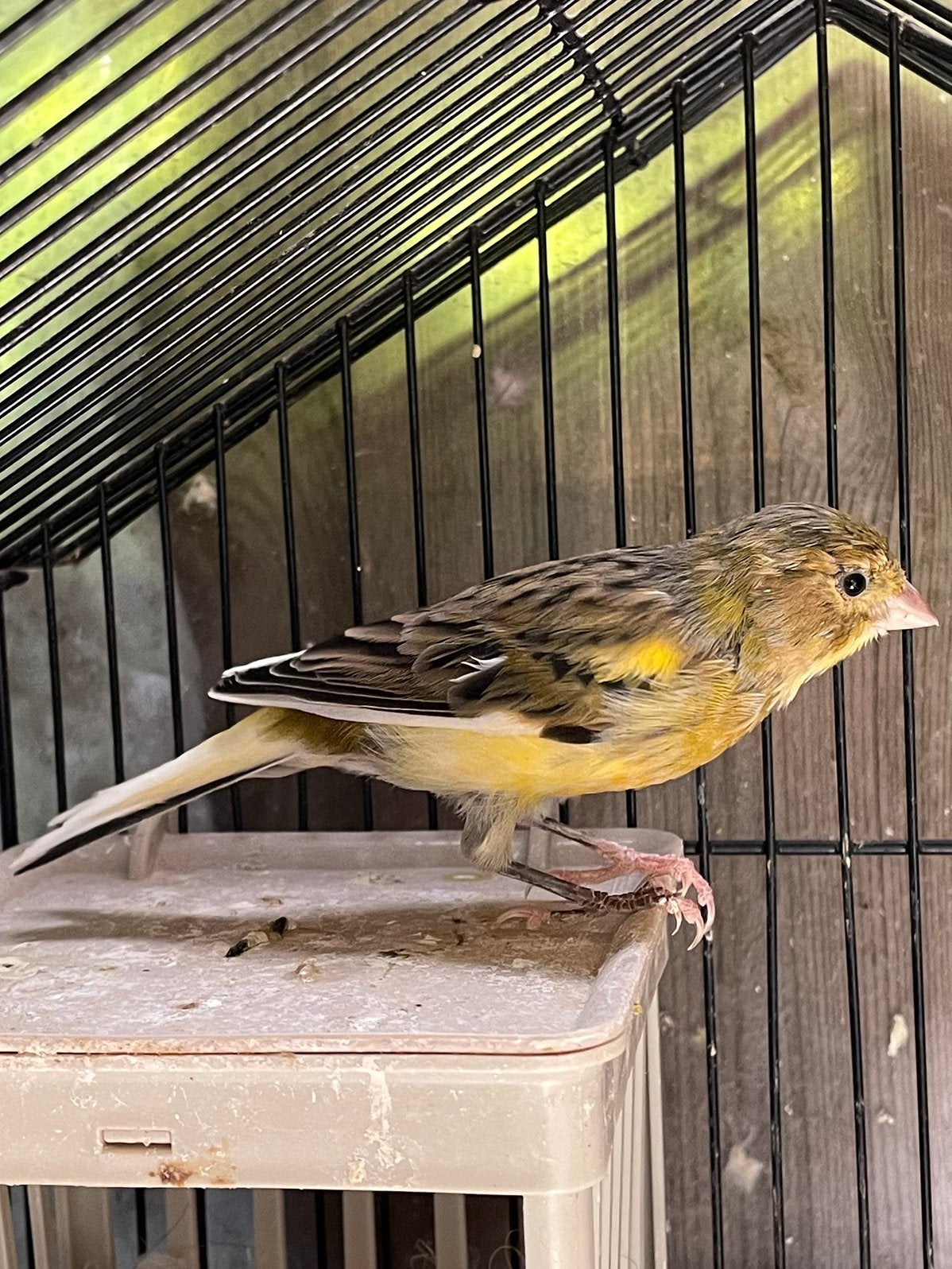 Mooi prachtig twee volwassen kanaries mannetjes te koop, Dieren en Toebehoren, Vogels | Kanaries, Mannelijk, Zangkanarie